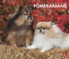 Pomeranians, For The Love Of 2012 Deluxe Wall Calendar (Multilingual Edition)