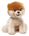 Boo, the world's cutest dog is now the world's cutest plush. This Gund version of the Facebook phenomenon is simply adorable and huggable.