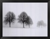 Winter Trees II by Ilona Wellmann Framed Fine Art Print