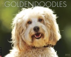 Goldendoodles 2013 Wall Calendar