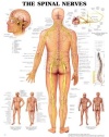 The Spinal Nerves Anatomical Chart