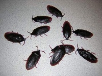 12- Fake Roaches Prank Novelty Cockroach Bugs Look Real 12- Fake Roaches Prank Novelty Cockroach Bugs Look Real