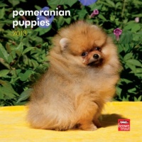 Pomeranian Puppies 2013 7X7 Mini Wall Pomeranian Puppies 2013 7X7 Mini Wall