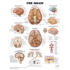 The Brain Anatomical Chart Poster Print - 20x26