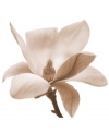 Create an unforgettable impression with Leftbank's canvas print of the noble magnolia flower. Gorgeously photographed up close and finished in a romantic sepia wash, it's the ultimate in visually stunning wall décor.