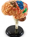 Learning Resources Brain Anatomy Model