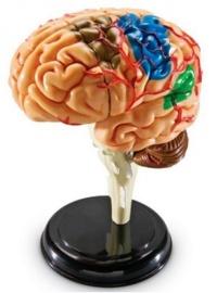 Learning Resources Brain Anatomy Model Learning Resources Brain Anatomy Model