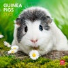 Guinea Pigs 2013 Square 12X12 Wall Calendar (Multilingual Edition)