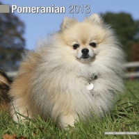 Pomeranian 2013 Wall Calendar #10060-13 Pomeranian 2013 Wall Calendar #10060-13
