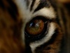 Close-up of the Eye of a Captive Bengal Tiger Photographic Poster Print by Michael Nichols, 12x16