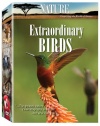 Nature: Extraordinary Birds