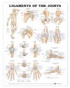 Ligaments of the Joints Anatomical Chart