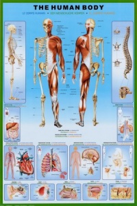 Human Body Education Poster Print, 24x36 Collections Poster Print, 24x36 Human Body Education Poster Print, 24x36 Collections Poster Print, 24x36