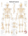 The Skeletal System chart: Wall Chart