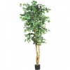 6 Ft Ficus Silk Tree