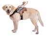 Paper Magic Group Dog Riders Cowboy Pet Costume