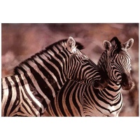 (13x19) Kissing Zebras in the Wild Animal Poster (13x19) Kissing Zebras in the Wild Animal Poster