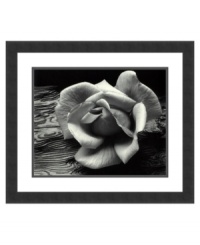 Landscape photographer Ansel Adams takes a closer look at the contrast between a delicate rose and dramatic wood grain. In this simple black and white still life, the artist demonstrates his keen sense of light and shadow. A timeless beauty for any decor. Landscape photographer Ansel Adams takes a closer look at the contrast between a delicate rose and dramatic wood grain. In this simple black and white still life, the artist demonstrates his keen sense of light and shadow. A timeless beauty for any decor.
