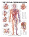 Vascular System and Viscera Anatomical Chart Laminated