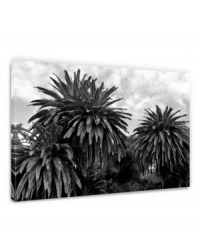 From sunny Malibu to your bedroom wall, these lush, low-lying palms inspire laid-back living in any location. A black-and-white canvas print with a gallery-wrap finish gives the landscape professional polish. From sunny Malibu to your bedroom wall, these lush, low-lying palms inspire laid-back living in any location. A black-and-white canvas print with a gallery-wrap finish gives the landscape professional polish.