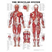 The Muscular System Anatomical Chart Poster Print - 20x26 The Muscular System Anatomical Chart Poster Print - 20x26