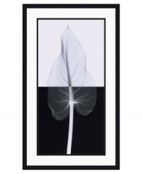 Steven Meyers sheds new light on the simple yet unequivocal grace of a calla leaf. A combination of x-ray images reveals the unexpected shadows and intricacies of nature in this incredible art print. Steven Meyers sheds new light on the simple yet unequivocal grace of a calla leaf. A combination of x-ray images reveals the unexpected shadows and intricacies of nature in this incredible art print.