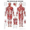 The Muscular System Anatomical Chart Poster Print - 20x26