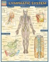 Lymphatic System (Medical Series)