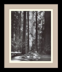 Redwoods, Founders Grove, 1966 by Ansel Adams, Framed Print Art - 13.79 x 11.79 Redwoods, Founders Grove, 1966 by Ansel Adams, Framed Print Art - 13.79 x 11.79