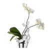 Designed by Mario Trimarchi for Alessi, this airy vase cover was created to chicly house orchids, providing support for the stems and water through transparent tubes.