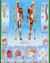 Human Body Education Poster Print, 24x36 Collections Poster Print, 24x36