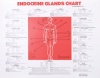 Endocrine Glands Chart