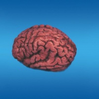 Brain Bloody Brain Bloody