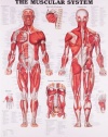 The Muscular System Anatomical Chart