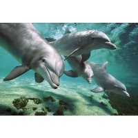 Dolphins Underwater Poster Ocean Photo Poster Print, 36x24 Poster Print, 36x24 Poster Print, 36x24 Dolphins Underwater Poster Ocean Photo Poster Print, 36x24 Poster Print, 36x24 Poster Print, 36x24