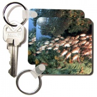 Blackbar Soldierfish, Caribbean - NA02 MDE0015 - Michael DeFreitas - Set Of 4 Key Chains Blackbar Soldierfish, Caribbean - NA02 MDE0015 - Michael DeFreitas - Set Of 4 Key Chains