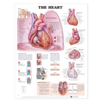 The Heart Anatomical Chart The Heart Anatomical Chart