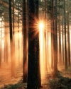 Scenery Posters: Forest Sunbeams - Poster - 91.5x61cm Photography Poster Print, 24x36