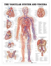 Vascular System and Viscera Anatomical Chart Laminated Vascular System and Viscera Anatomical Chart Laminated