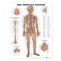 The Nervous System Anatomical Chart The Nervous System Anatomical Chart