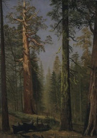 Albert Bierstadt The Grizzly Giant Sequoia Mariposa Grove California 6.78 X 9.62 Peel and Stick Wall Art Albert Bierstadt The Grizzly Giant Sequoia Mariposa Grove California 6.78 X 9.62 Peel and Stick Wall Art