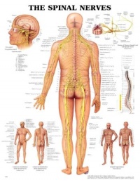The Spinal Nerves Anatomical Chart The Spinal Nerves Anatomical Chart