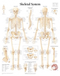 The Skeletal System chart: Wall Chart The Skeletal System chart: Wall Chart