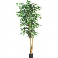 6 Ft Ficus Silk Tree 6 Ft Ficus Silk Tree