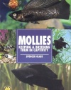 Mollies: Keeping & Breeding Them in Captivity