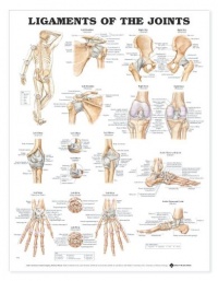 Ligaments of the Joints Anatomical Chart Ligaments of the Joints Anatomical Chart