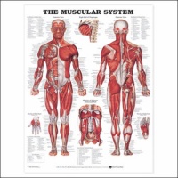 Muscular System Anatomical Chart Laminated Muscular System Anatomical Chart Laminated