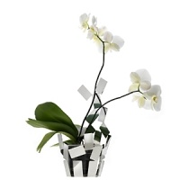 Designed by Mario Trimarchi for Alessi, this airy vase cover was created to chicly house orchids, providing support for the stems and water through transparent tubes.. Designed by Mario Trimarchi for Alessi, this airy vase cover was created to chicly house orchids, providing support for the stems and water through transparent tubes..
