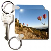 Mariposa lily flower, Santa Monica Mountains, CA - US05 RSP0035 - Rob Sheppard - Set Of 4 Key Chains Mariposa lily flower, Santa Monica Mountains, CA - US05 RSP0035 - Rob Sheppard - Set Of 4 Key Chains