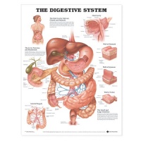 The Digestive System Anatomical Chart